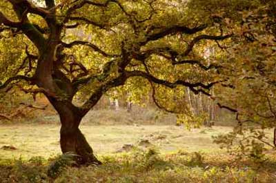 tree for scattering ashes under